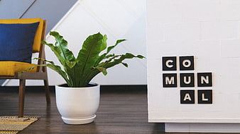 Modern communal space with plant and yellow chair
