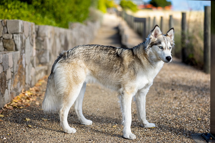Siberian Husky Standing on Gravel Path with Blue Eyes
