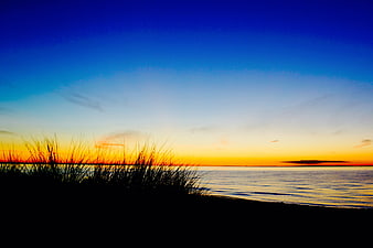 Silhouette of Beach Grass Against Vibrant Sunset Sky