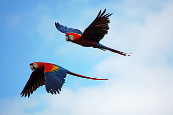 Two Scarlet Macaws Flying Against Blue Sky