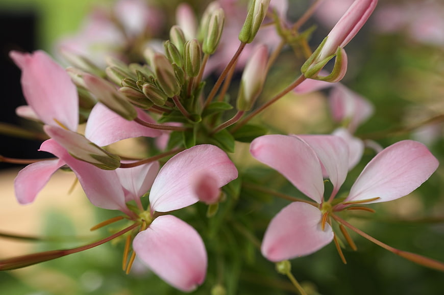 Close-up of delicate pink spider flowers with green buds