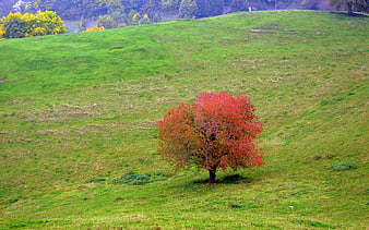 Lone red autumn tree on a green grassy hillside