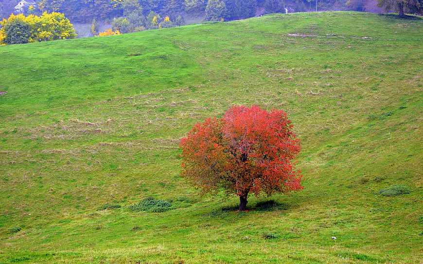 Lone red autumn tree on a green grassy hillside