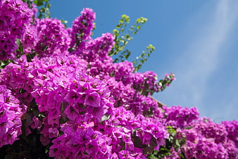 Vibrant Purple Bougainvillea Flowers Against Blue Sky