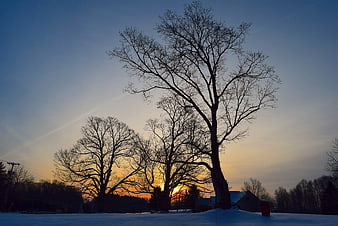 Silhouetted bare trees against a winter sunrise sky