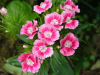 Close-up of vibrant pink Dianthus flowers in a garden