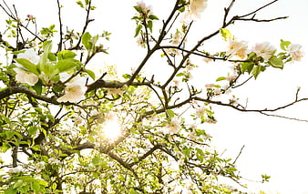 Sunlit Apple Blossoms on Tree Branches in Spring