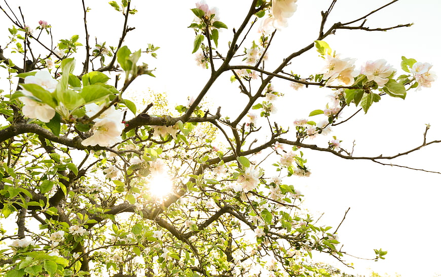 Sunlit Apple Blossoms on Tree Branches in Spring