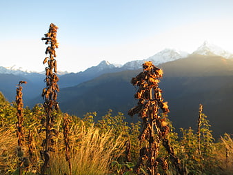 Dried plants in foreground with snow-capped mountains at sunrise