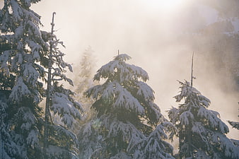 Snow-covered pine trees in a misty winter forest