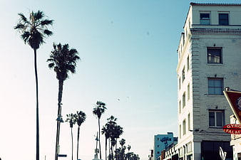 Vintage Film Photo of Palm Trees and City Building