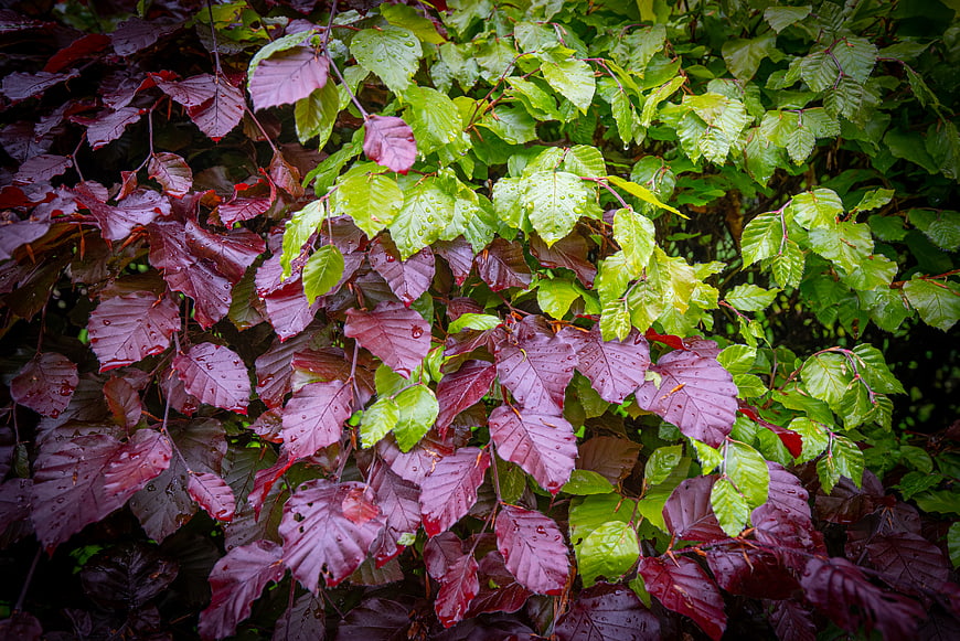 Vibrant purple and green leaves with raindrops