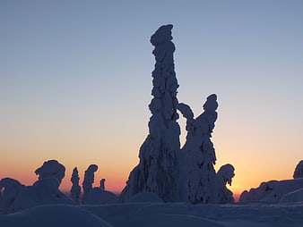 Snow-covered trees silhouetted against a winter sunset sky