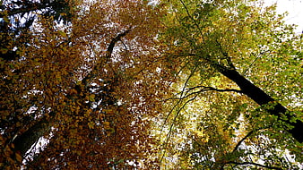 Autumn Forest Canopy View Looking Up at Trees