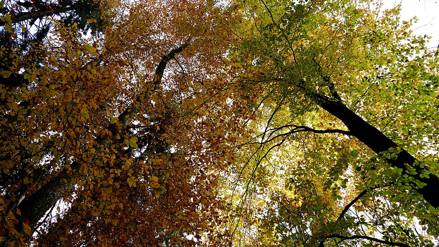 Autumn Forest Canopy View Looking Up at Trees
