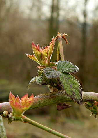 Close-up of fresh raspberry leaves sprouting on a branch