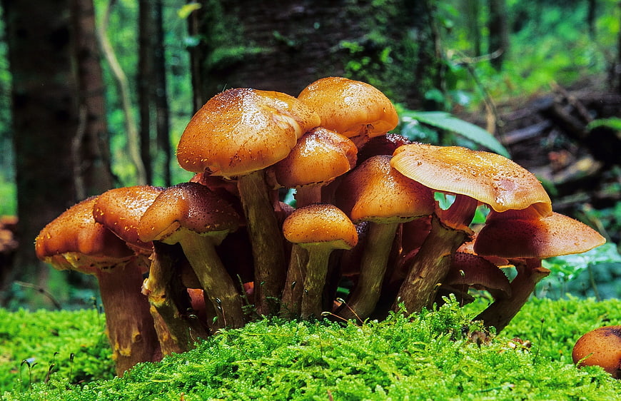 Cluster of wet honey mushrooms on green moss in forest