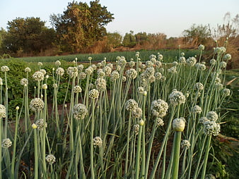 Blooming white onion flowers in a vegetable garden
