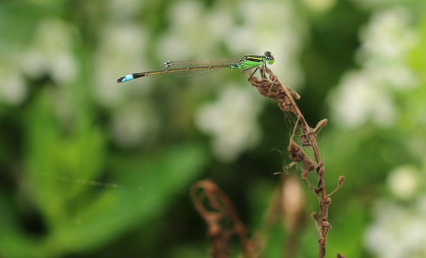 Blue-tailed Damselfly Perched on Dried Stem