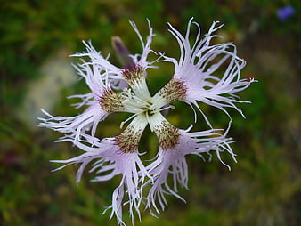 Close-up of delicate pink fringed flower in meadow