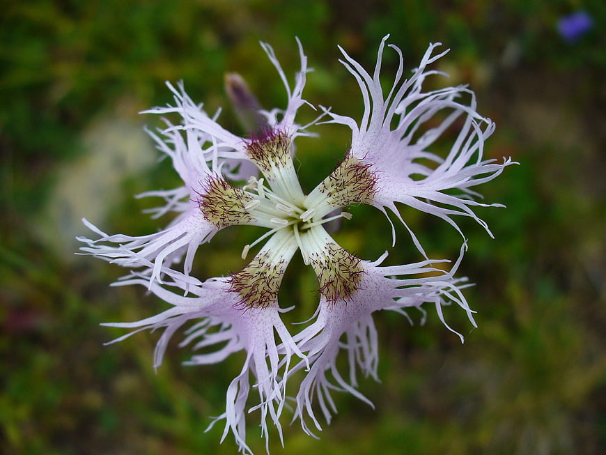 Close-up of delicate pink fringed flower in meadow