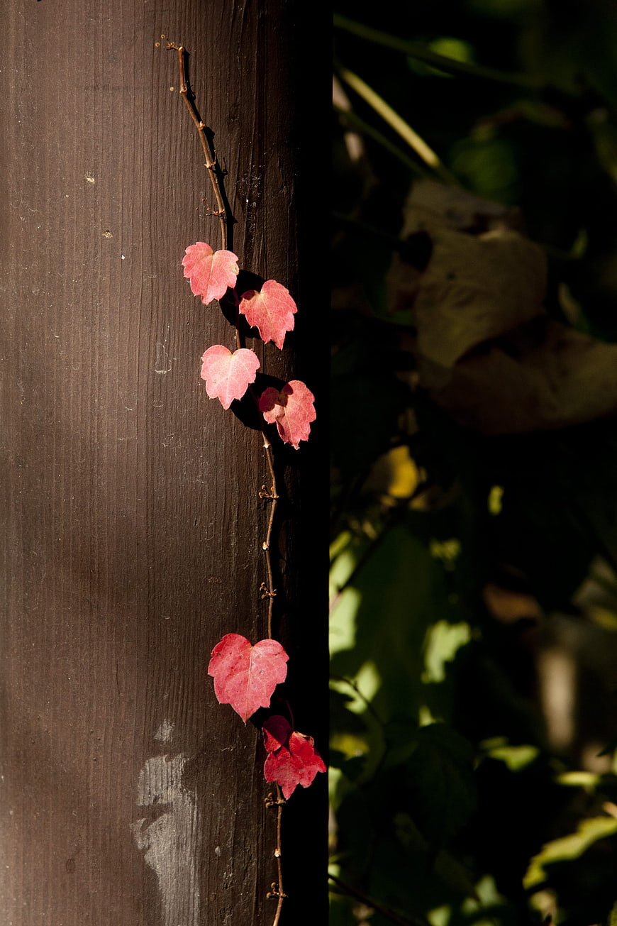 Red autumn vine leaves climbing a dark wooden fence post