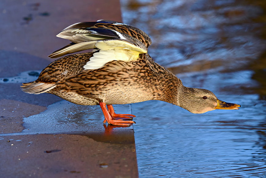 Mallard Duck Stretching Wings on Wet Concrete Edge