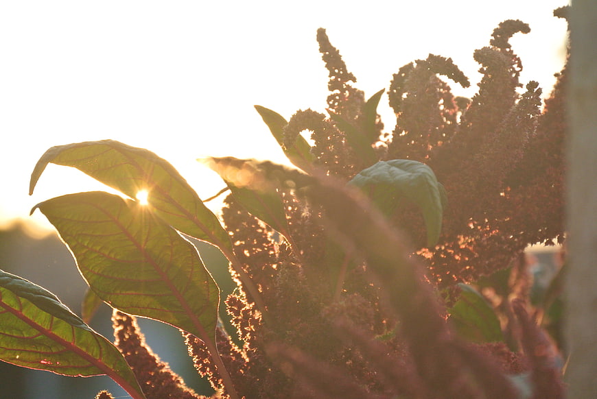 Backlit Amaranth Plant with Sun Flare at Sunset