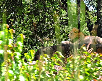 Male Lion Resting in Lush Green Forest Habitat
