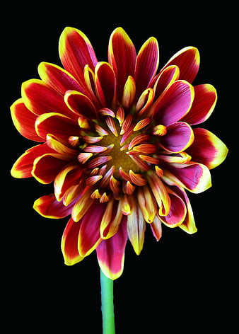 Vibrant Red and Yellow Dahlia Flower on Black Background