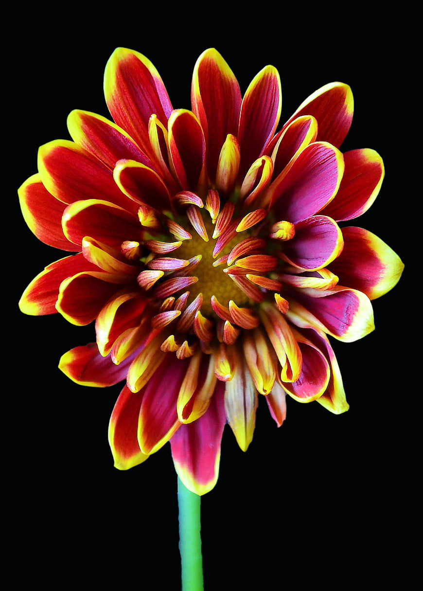 Vibrant Red and Yellow Dahlia Flower on Black Background