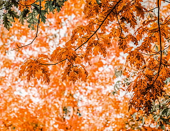 Vibrant Orange Autumn Leaves on Branches with Blurred Background