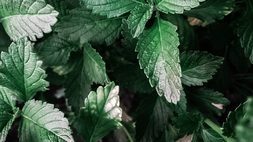 Close-up of textured green leaves with natural lighting