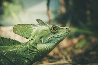Close-up of a Green Basilisk Lizard Head