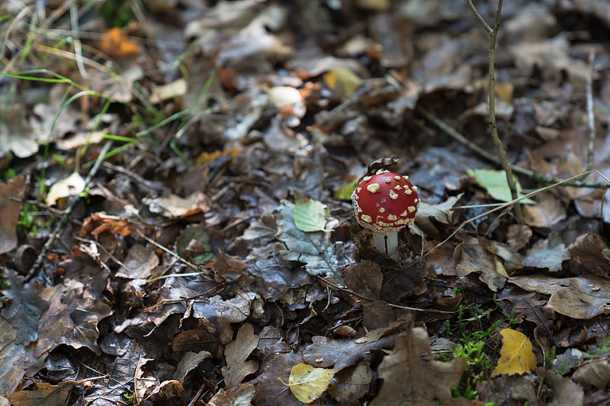 Red Fly Agaric Mushroom in Autumn Forest Leaves