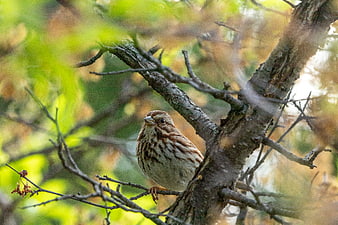 Song Sparrow Perched on Tree Branch in Natural Habitat