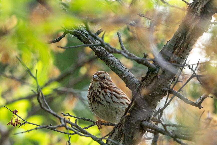 Song Sparrow Perched on Tree Branch in Natural Habitat