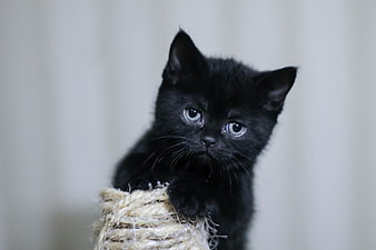 Cute Black Kitten With Blue Eyes On Sisal Post