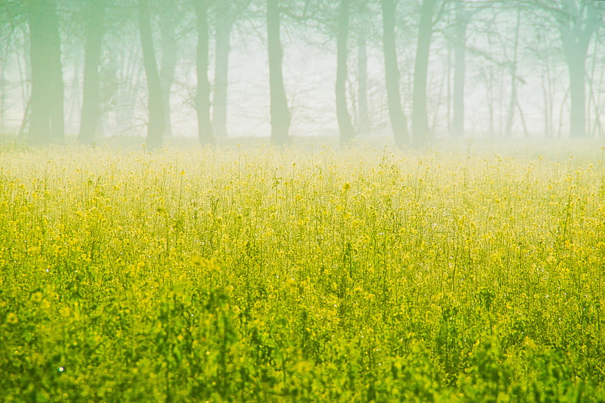 Misty Yellow Rapeseed Field With Silhouetted Trees
