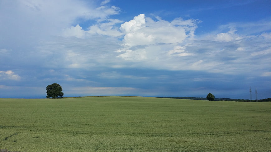 Serene Green Field with Solitary Tree Under Blue Sky
