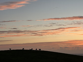 Silhouetted Cattle Grazing on Hilltop Against Vibrant Sunset Sky