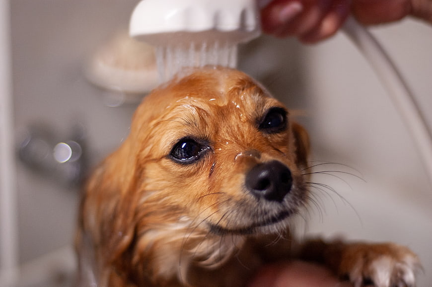 Cute wet dog getting a bath with shower head