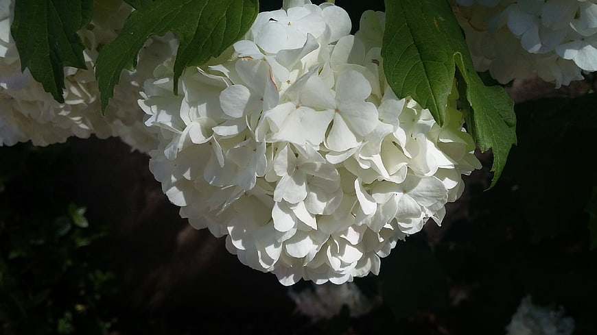 Close-up of white hydrangea flower with green leaves