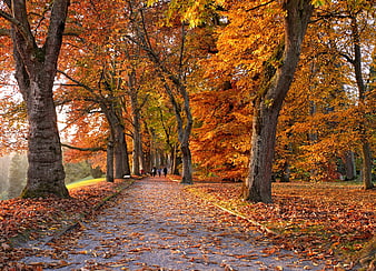 Autumn Tree-Lined Avenue With Golden Leaves And Walking Path