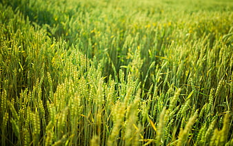 Lush Green Wheat Field in Sunlight