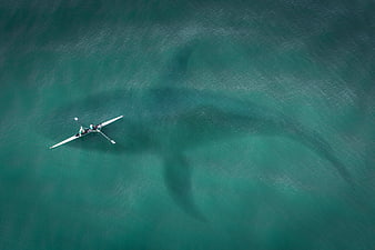 Aerial view of rowing boat and large shark shadow in turquoise ocean