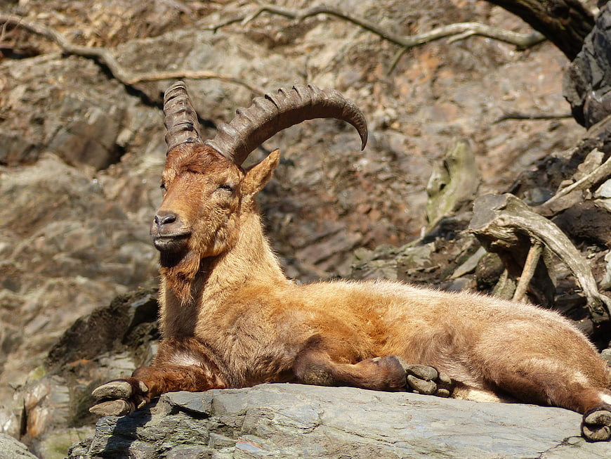 Relaxing Alpine Ibex Resting on Rocky Outcrop