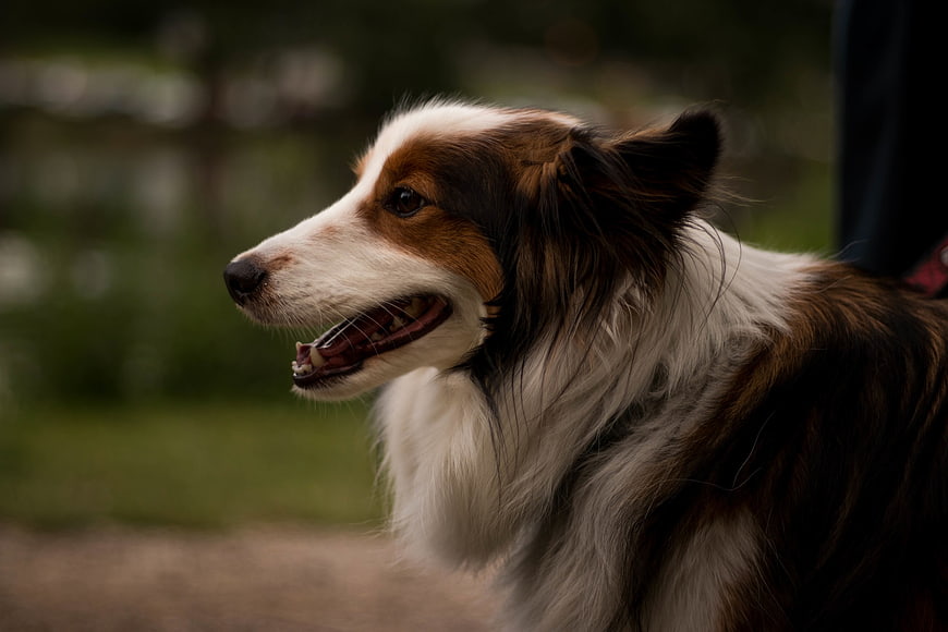 Close-up portrait of a happy brown and white dog outdoors