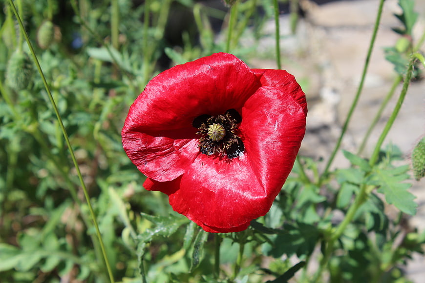 Vibrant Red Poppy Flower in Natural Garden Setting