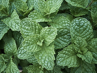 Close-up of fresh green mint leaves texture
